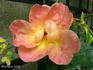 Rhodophile Gravereaux rose photo