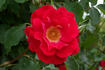 Carla Fineschi ® rose photo