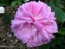 Marquise de Mortemart rose photo