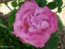 Madame Schmitt rose photo