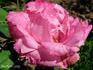 Madame Schmitt rose photo