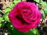 Dr. Marx rose photo