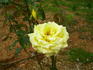 21st Century rose photo