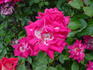 Lovers Only rose photo