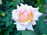 Neville Chamberlain rose photo