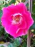 Bordure Vive ® rose photo