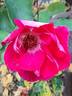 Bordure Vive ® rose photo
