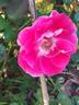Bordure Vive ® rose photo