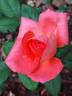 Catherine Deneuve rose photo