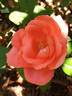 Catherine Deneuve rose photo