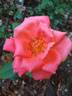 Catherine Deneuve rose photo