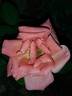 Catherine Deneuve rose photo