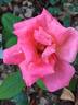 Catherine Deneuve rose photo
