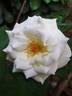 Christophe Dechavanne rose photo