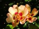 Coral Babylon Eyes rose photo