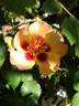 Coral Babylon Eyes rose photo