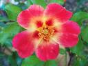 Coral Babylon Eyes rose photo