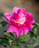 Marbrée rose photo