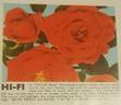 Hi-Fi rose photo