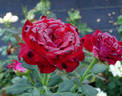 Midnight Magic ™ rose photo