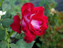 Midnight Magic ™ rose photo