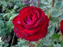 Midnight Magic ™ rose photo