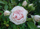 Miss Dior rose photo