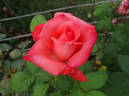 Miss Elvis rose photo