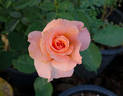 Morange rose photo