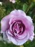 Dioressence® rose photo