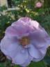 Dioressence® rose photo