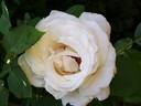 Elvis ® rose photo