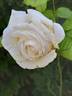 Elvis ® rose photo