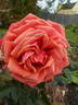 Copper Lights rose photo