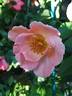 Fragrant Delight ® rose photo
