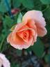 Fragrant Delight ® rose photo