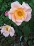 Fragrant Delight ® rose photo