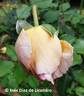 Cristina Vidal rose photo
