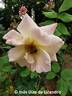 Cristina Vidal rose photo