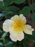 Golden Lodge rose photo