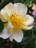 Golden Lodge rose photo