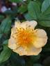 Golden Lodge rose photo