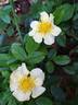 Golden Lodge rose photo
