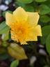 Golden Lodge rose photo