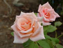 Nicolette rose photo