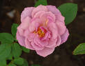 Nimbus rose photo