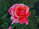 Paul Gauguin ® rose photo
