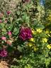 Marcel Bourgouin rose photo