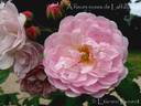 A fleurs rose de Laffay rose photo
