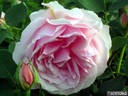 Marguerite Desrayaux rose photo